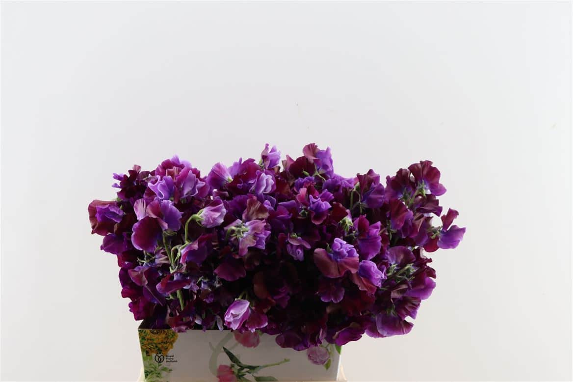 Lathyr-Odor-2-Tone-Purple