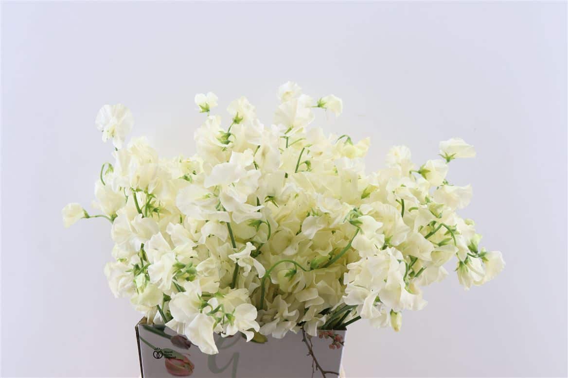 Lathyr-Odor-Cream