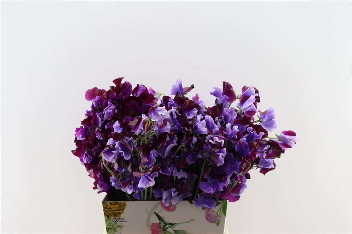 Lathyr-Odor-Dark-Purple