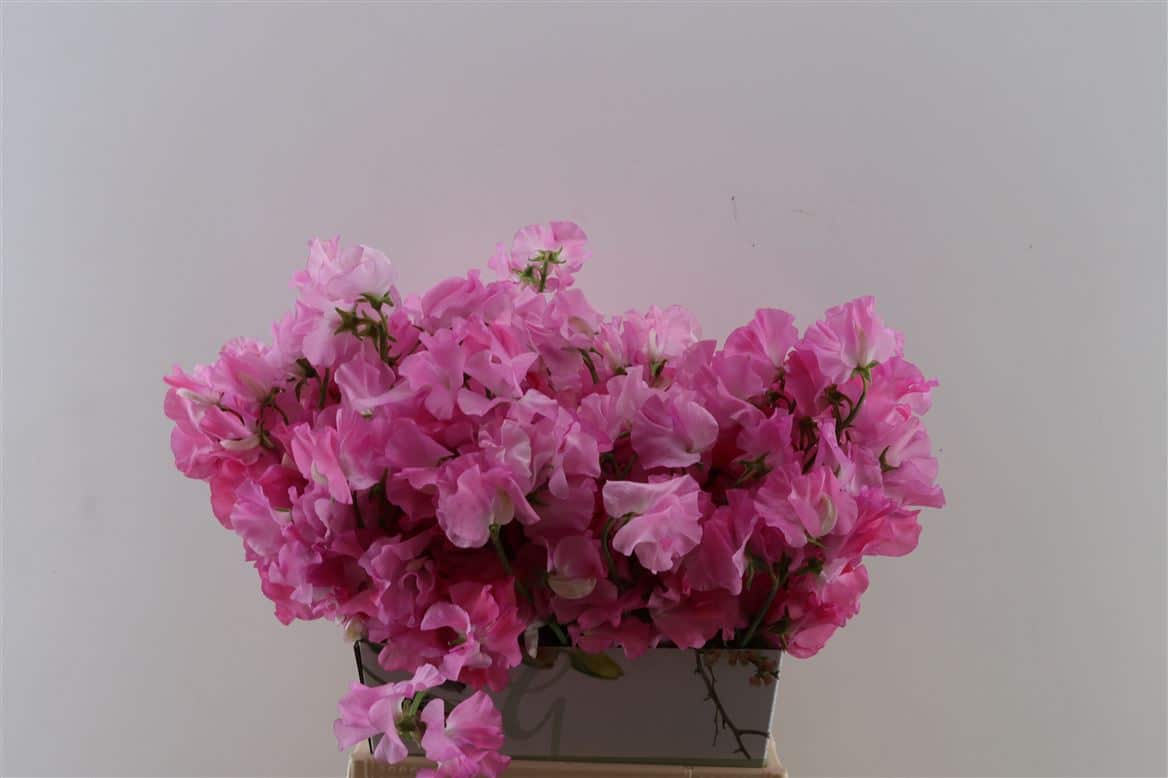 Lathyr-Odor-Hot-Pink