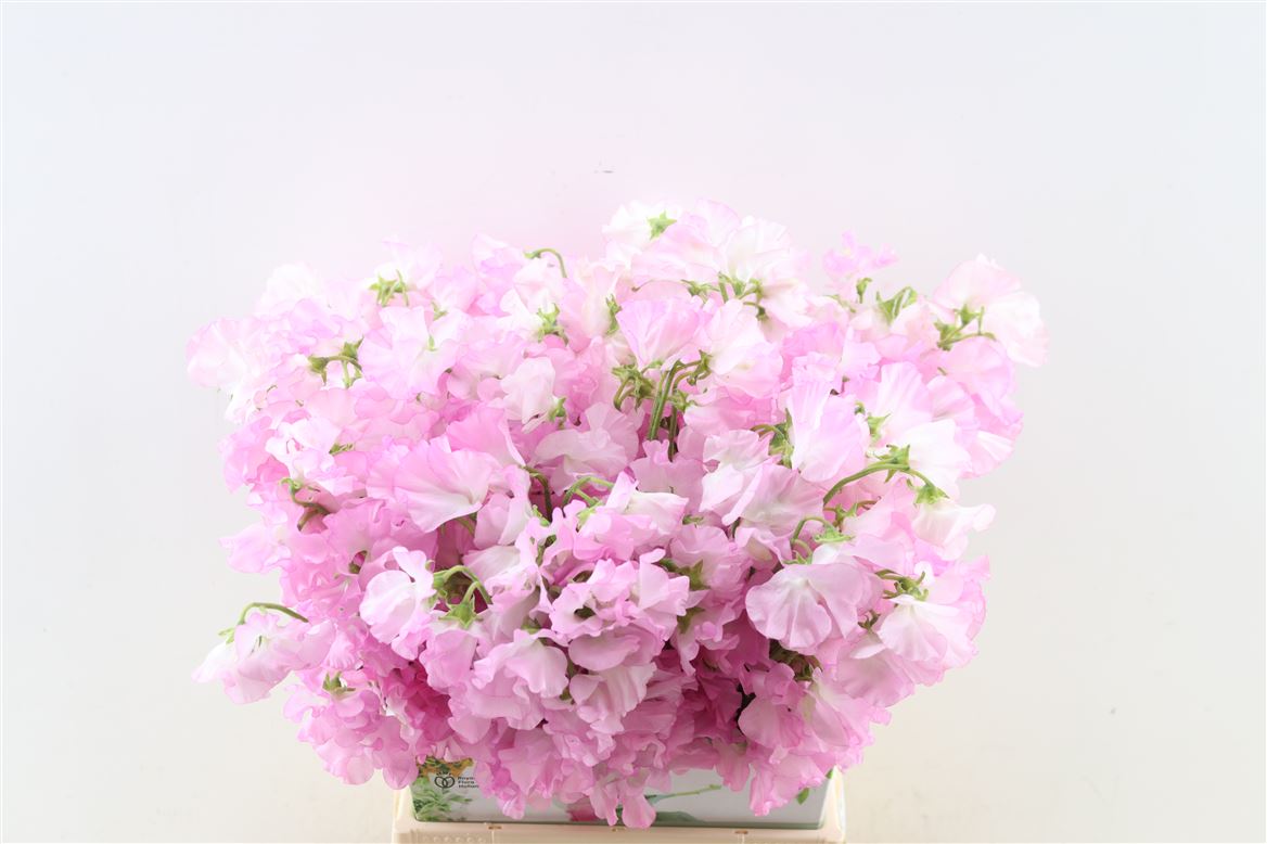 Lathyr-Odor-Light-Pink