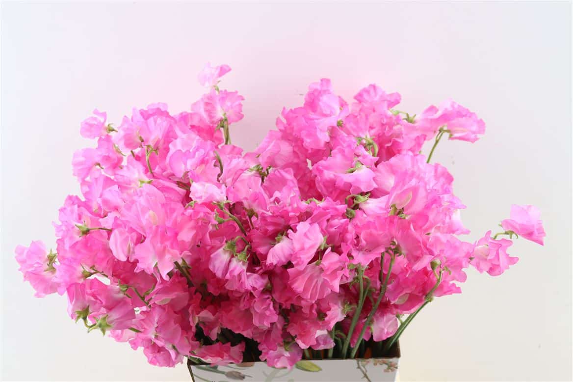 Lathyr-Odor-Pink
