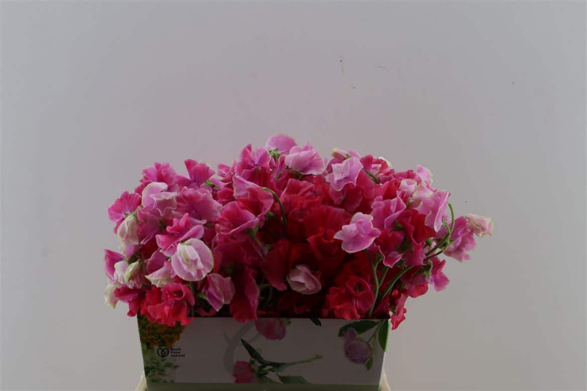 Lathyr-Odor-Red