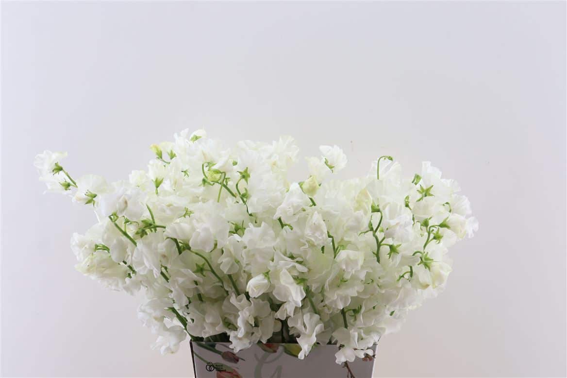 Lathyr-Odor-White