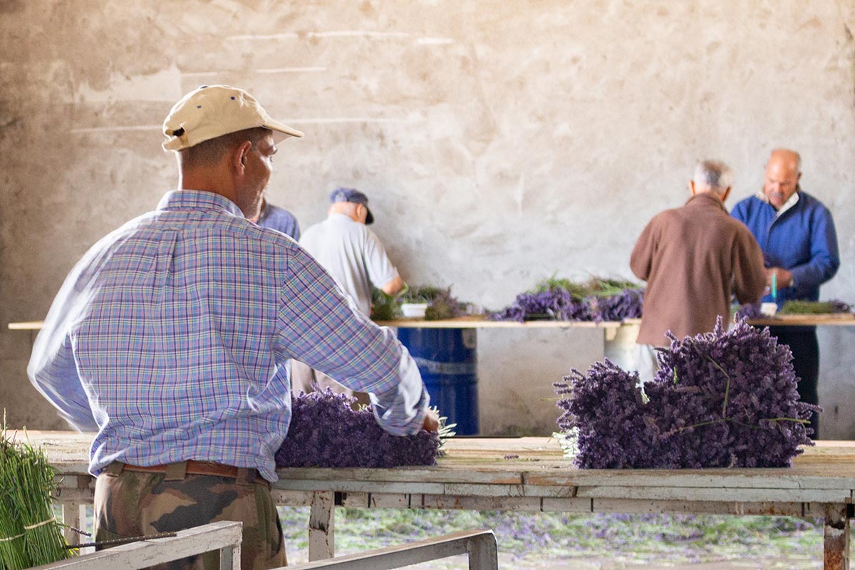 Lavendel groothandel