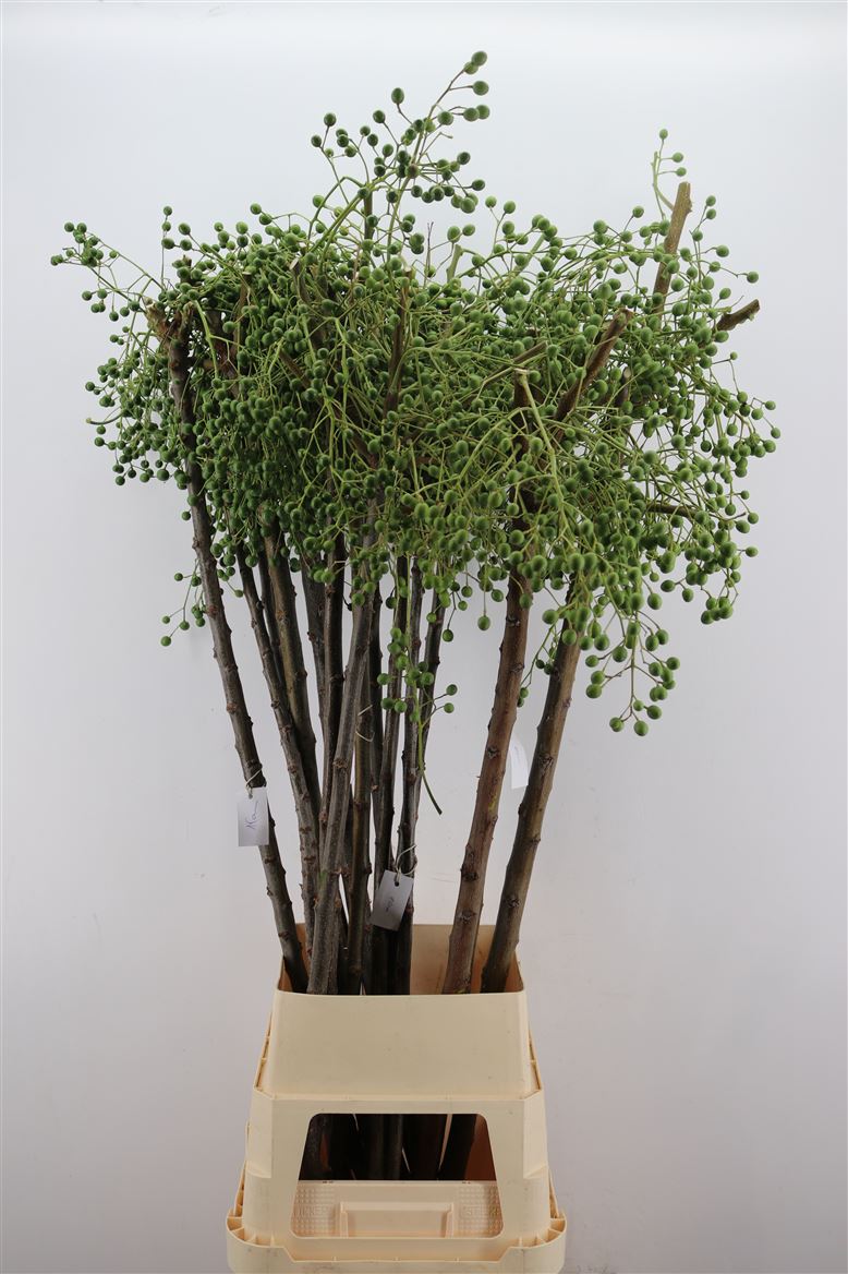Lilac-De-Chine-150cm-Per-Tak