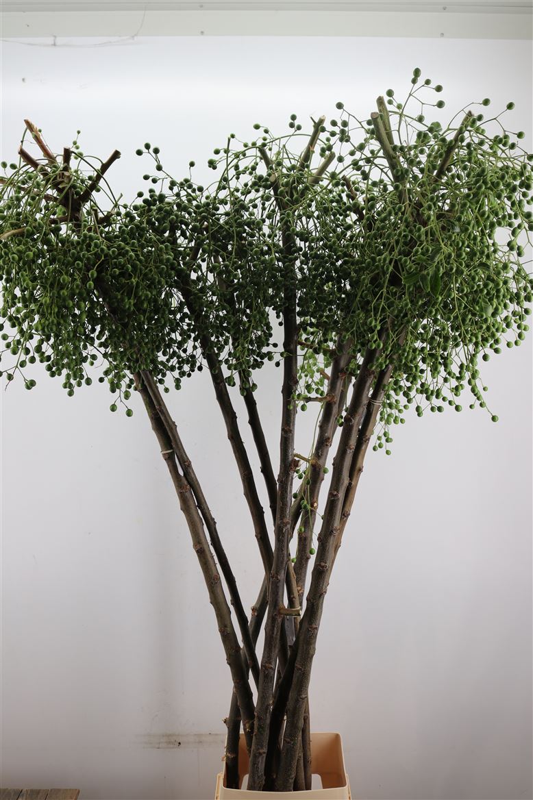 Lilac-De-Chine-200cm-Per-Tak