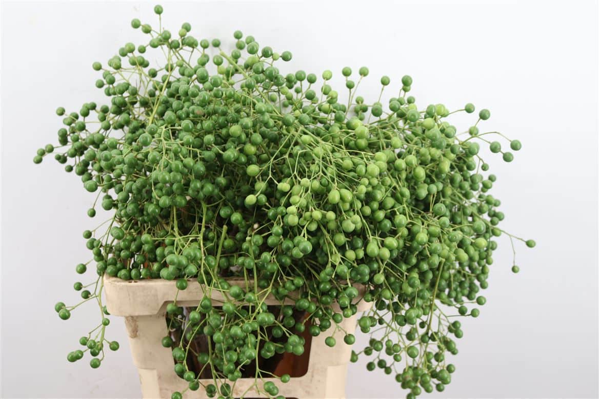 Lilac-De-Chine-60cm-Per-Tak