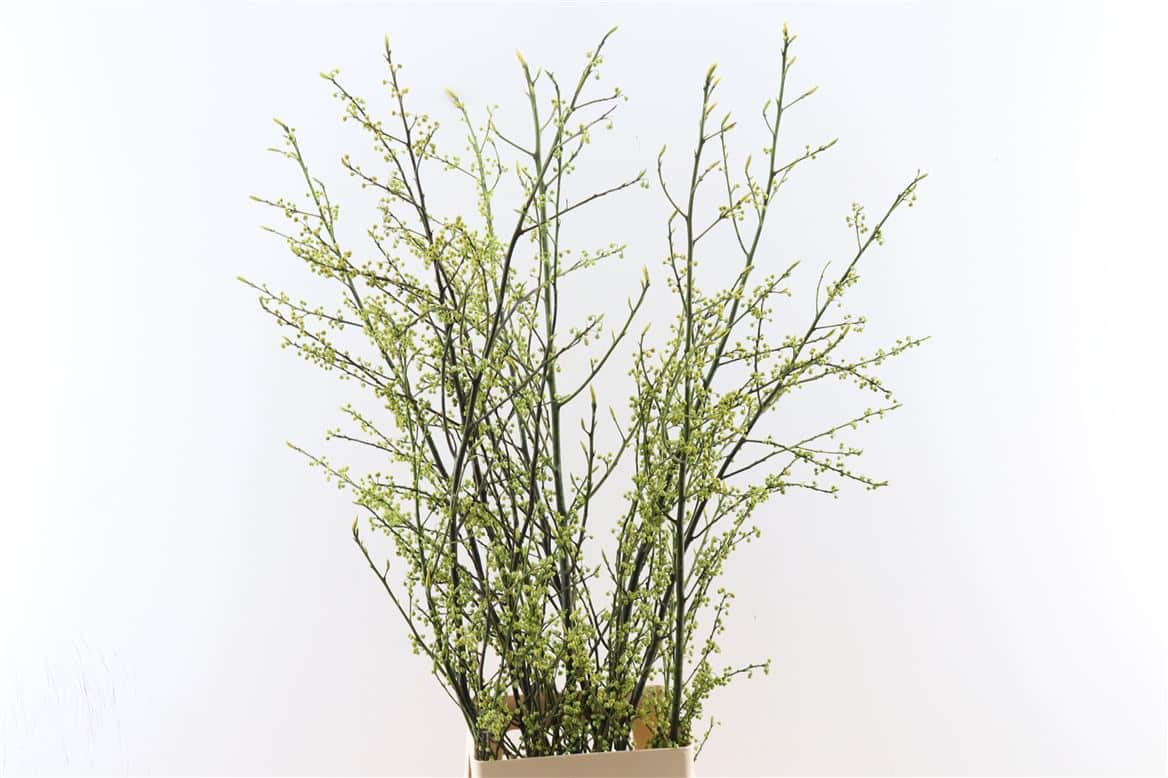 Litsea-Cubeba