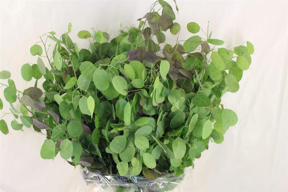 Lunaria-P-Bunch