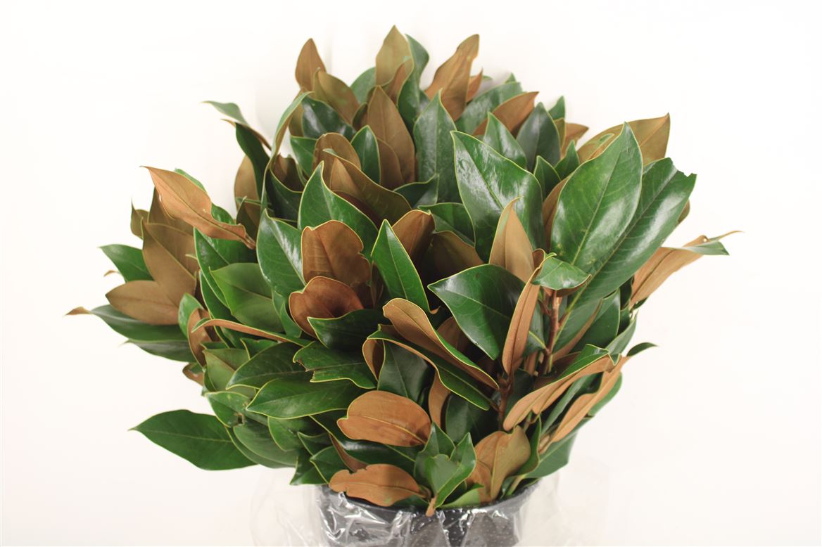 Magnolia-Leaves-P-Bunch