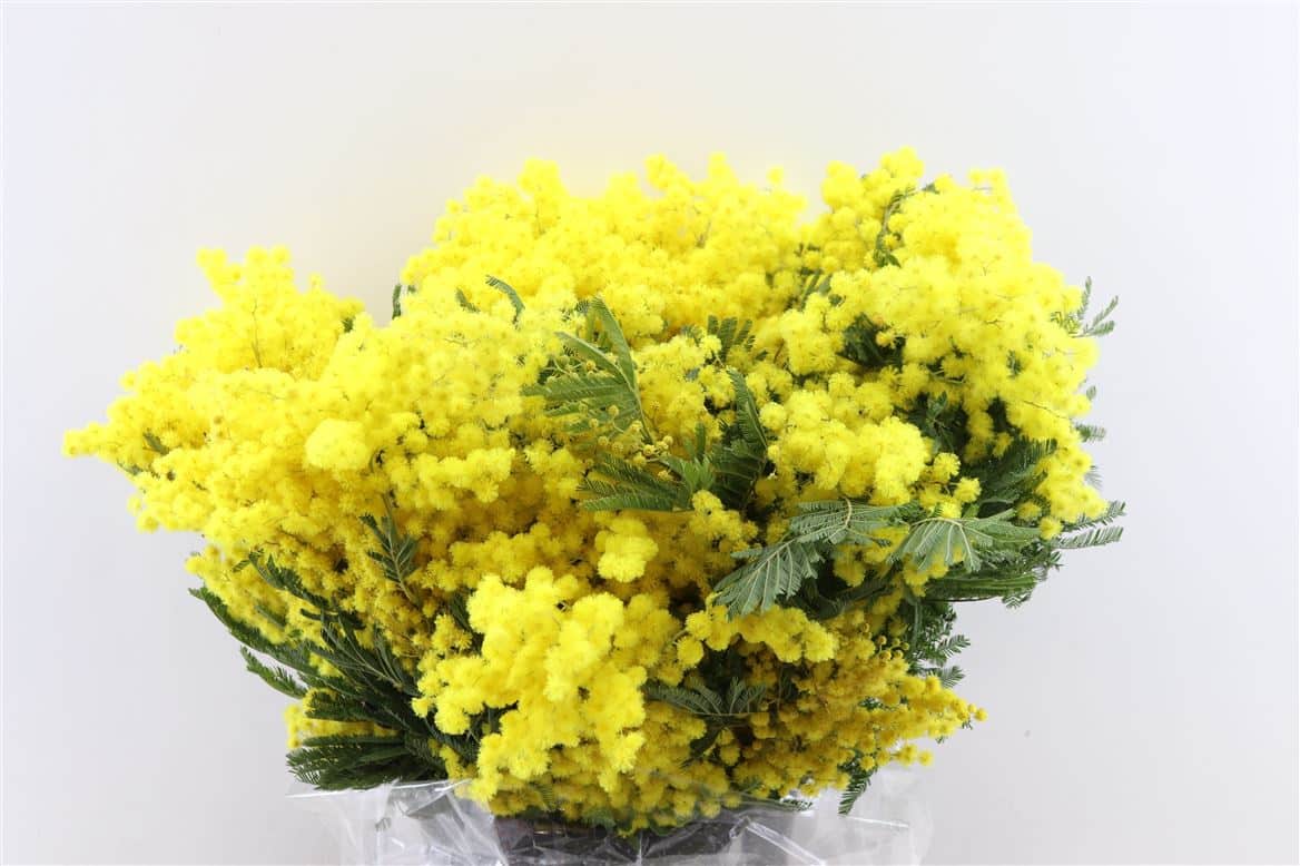 Mimosa-Blooming-400gr-P-Bunch