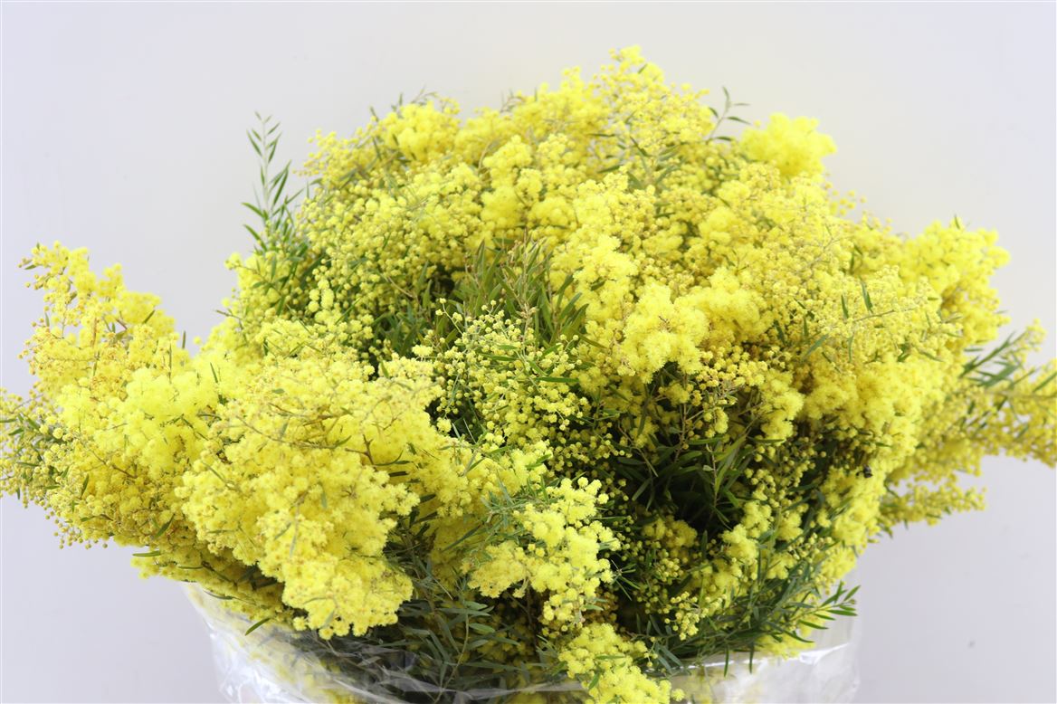 Mimosa-Claire-De-Lune-Blooming-P-Bunch