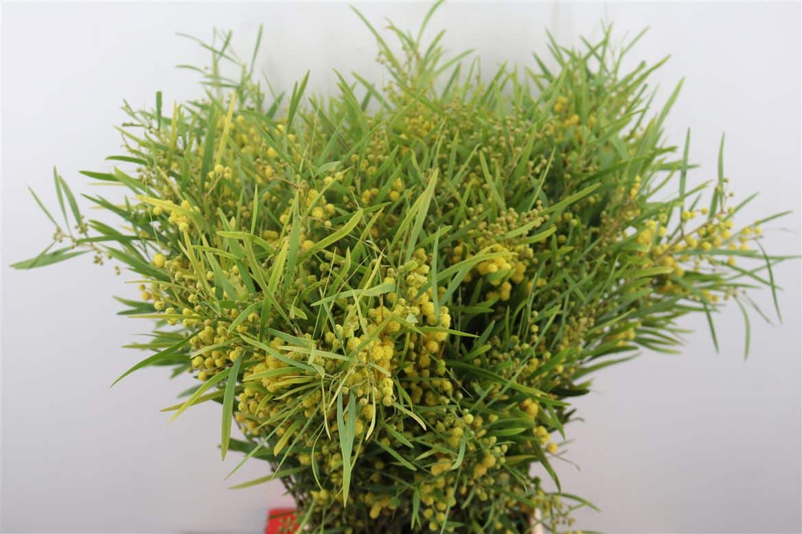 Mimosa-Floribunda-P-Bunch