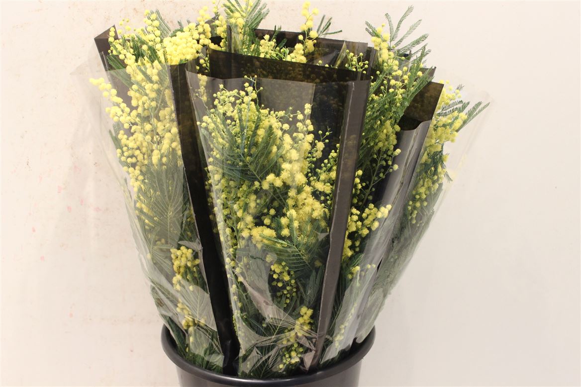 Mimosa-Mirandole-P-Bunch