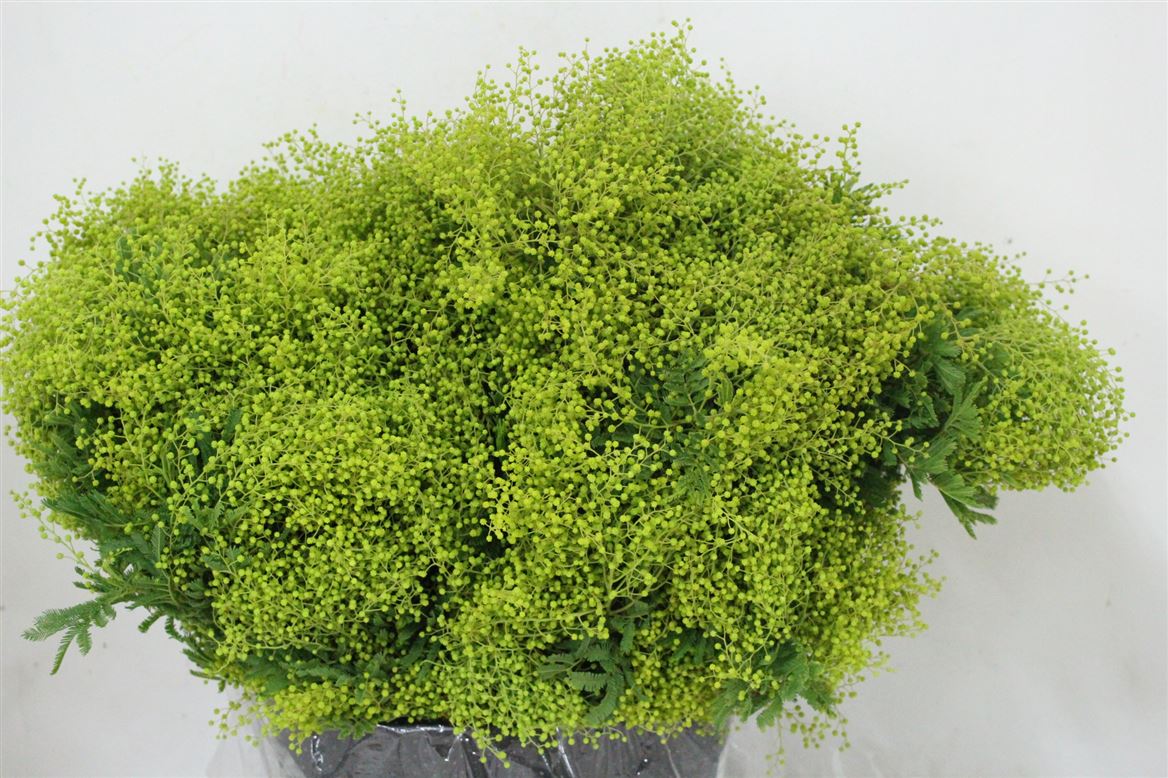 Mimosa-Turner-Green-P-Bunch