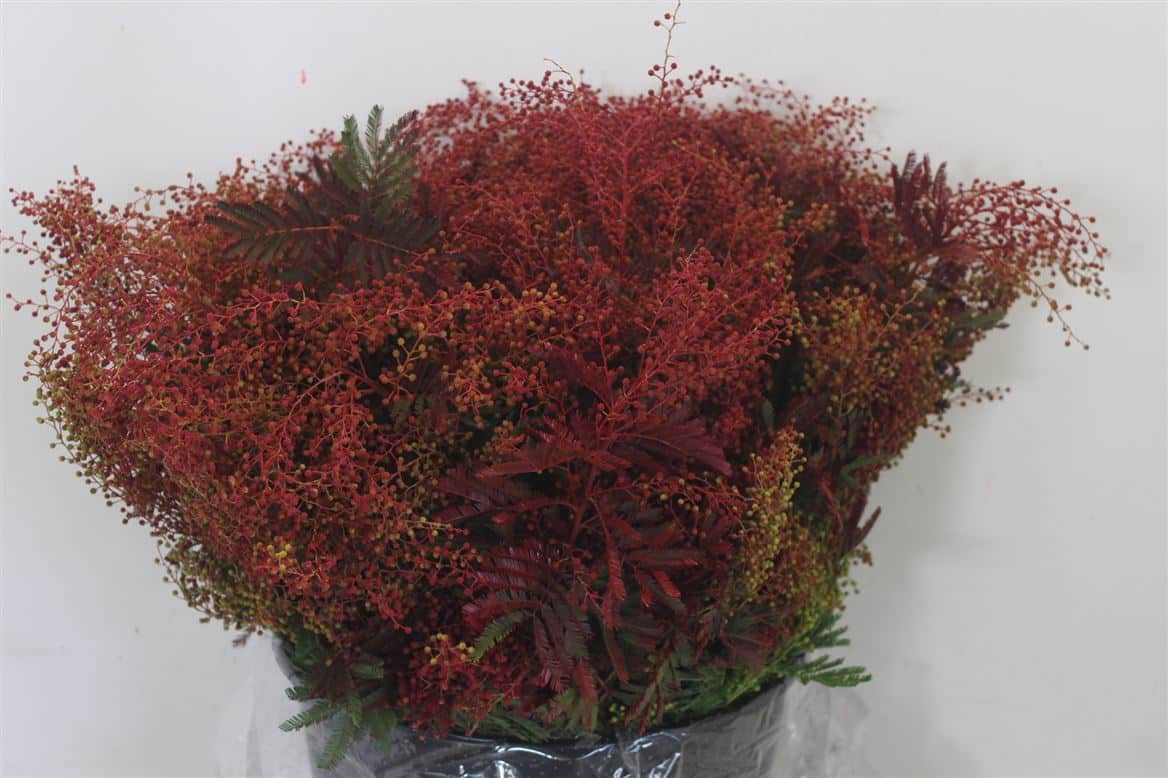 Mimosa-Turner-Red-P-Bunch