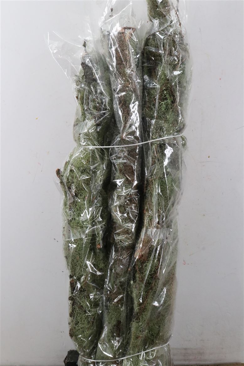 Mostakken-Long-P-Bunch