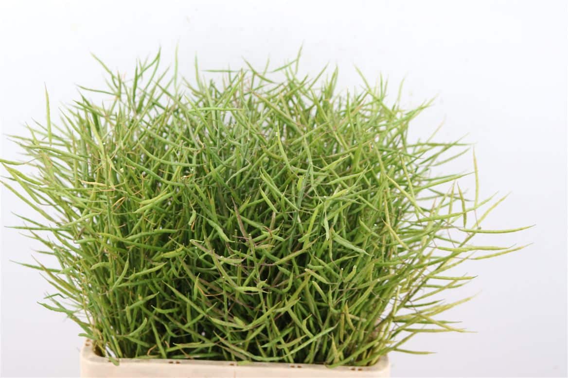 Nefta-Beans-Baturel-60cm-Per-Tak