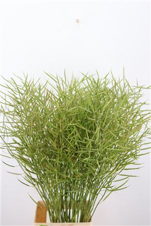 Nefta-Beans-Baturel-90cm-Per-Tak