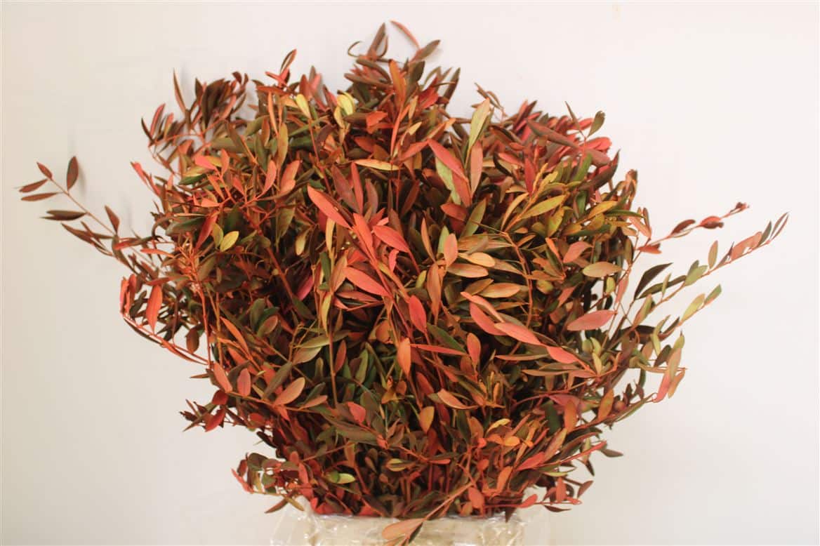 Olijf-250gr-P-Bunch
