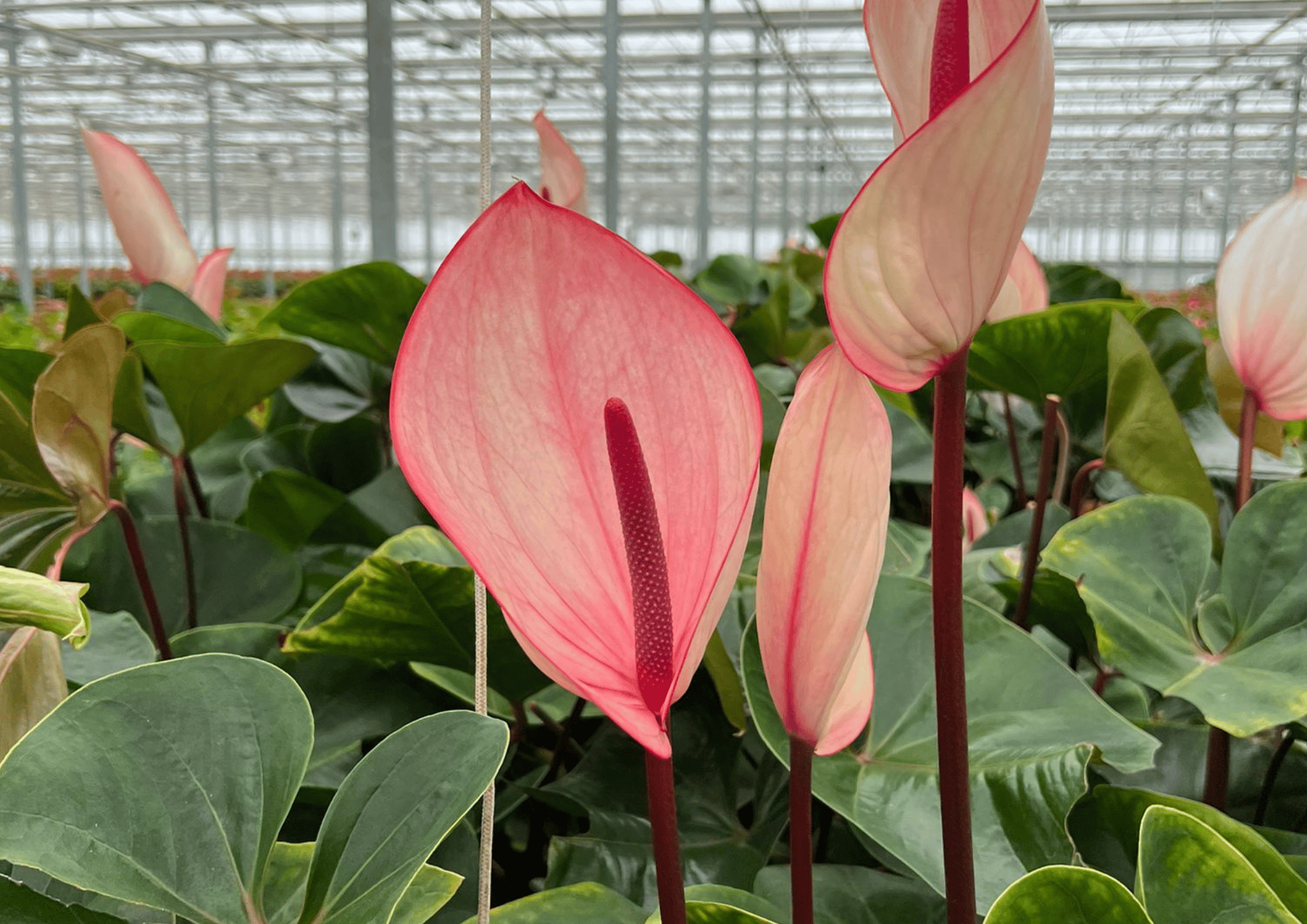 Anthuriums