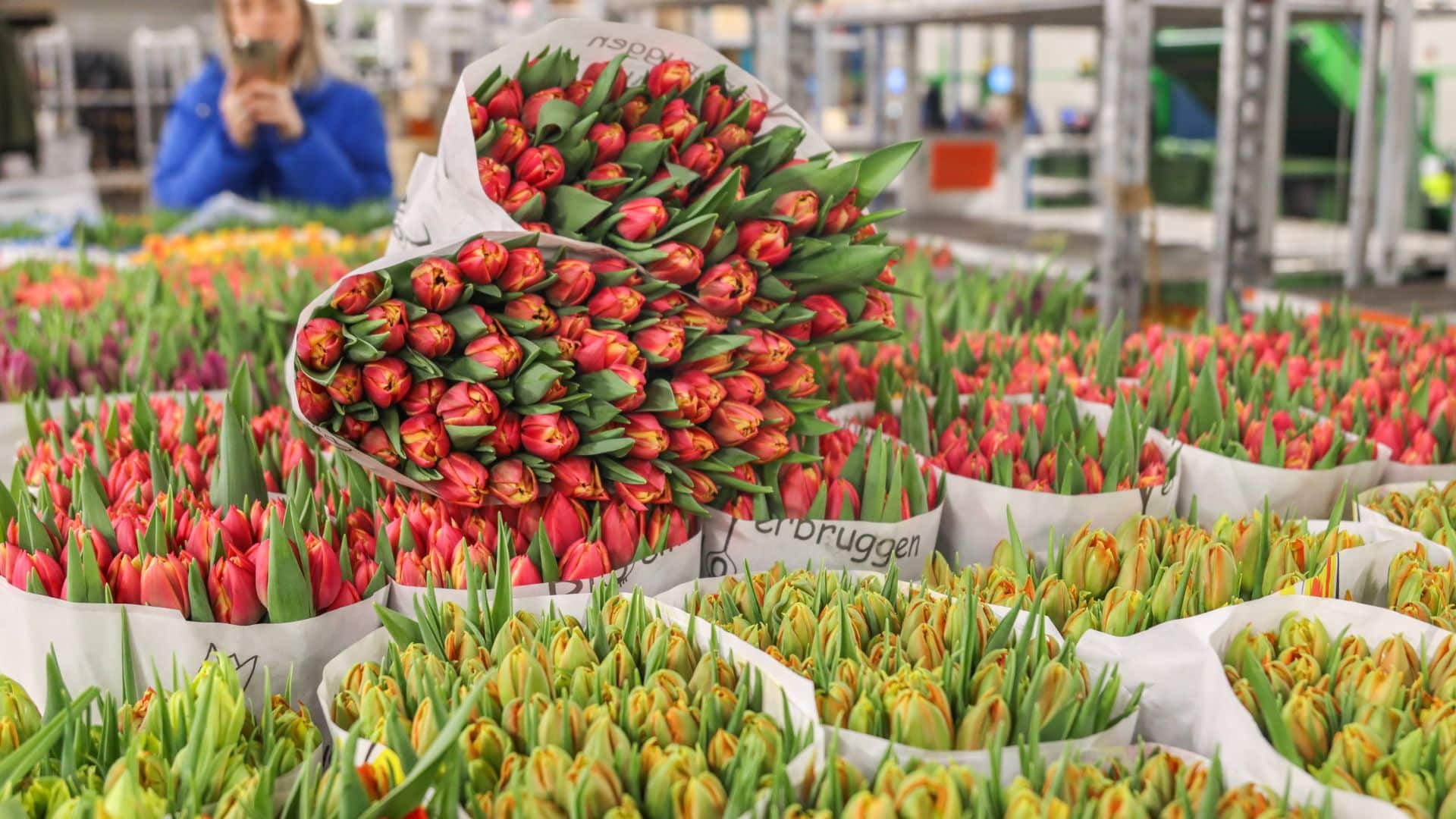 Kleurrijke tulpen