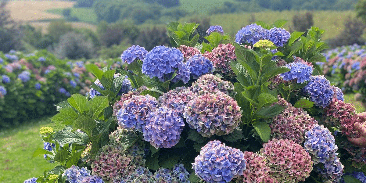 Colored hydrangeas