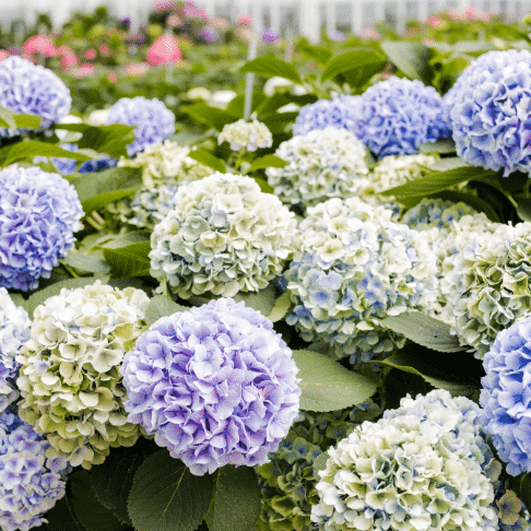 hortensia groothandel