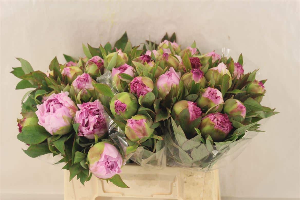 Paeo-Boom-Roze
