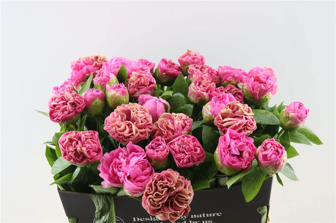 Paeo-L-Carnation-Bouquet