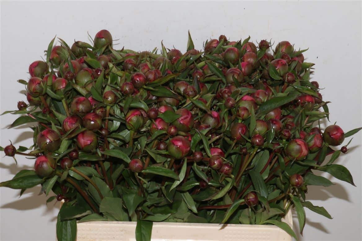 Paeo-L-Edulis-Superba