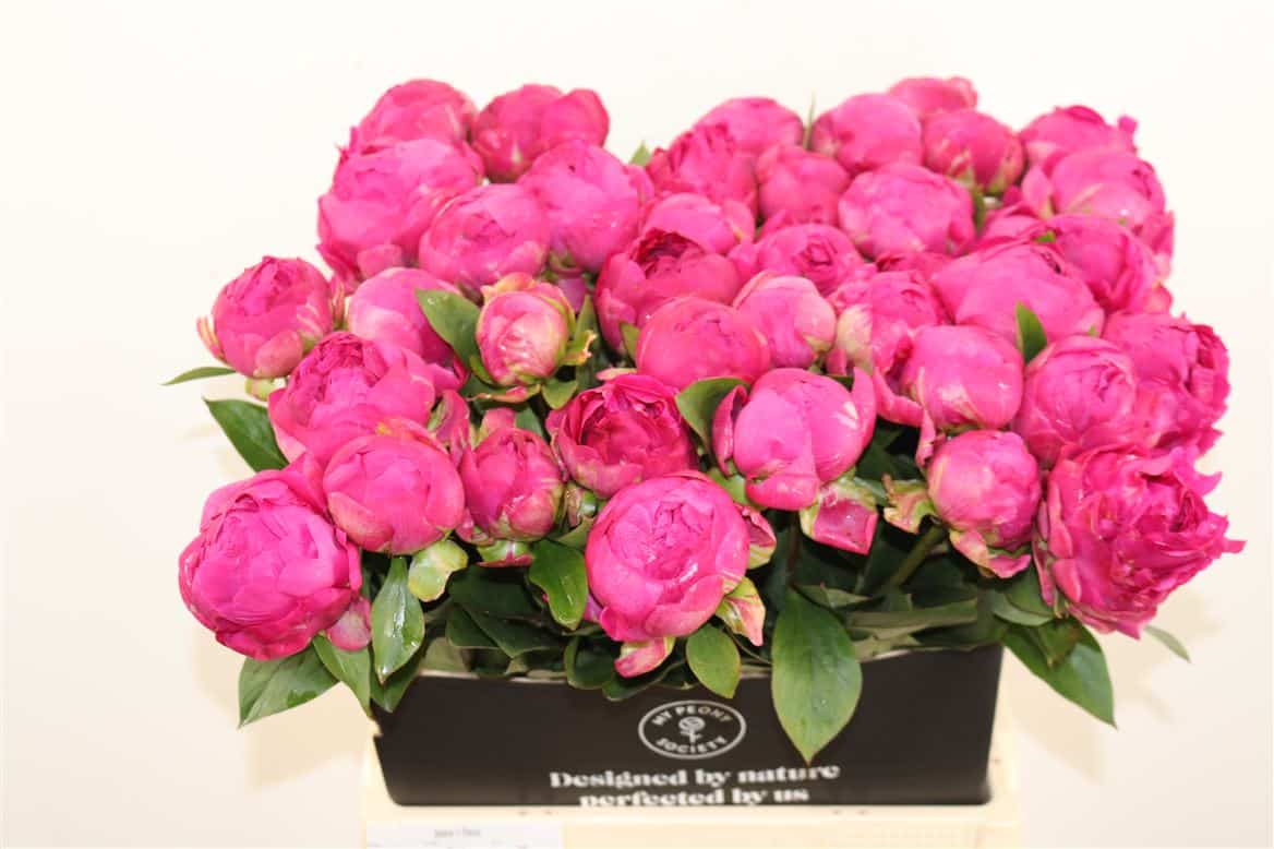 Paeo-L-Fleur