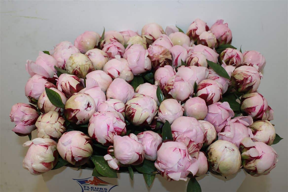 Paeo-L-Reine-Hortens-Rose