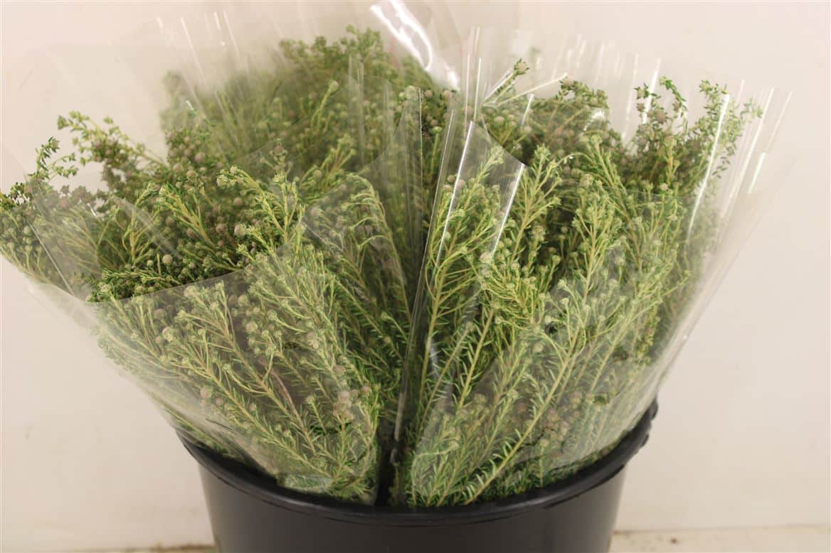 Phillica-Herbs-P-Bunch