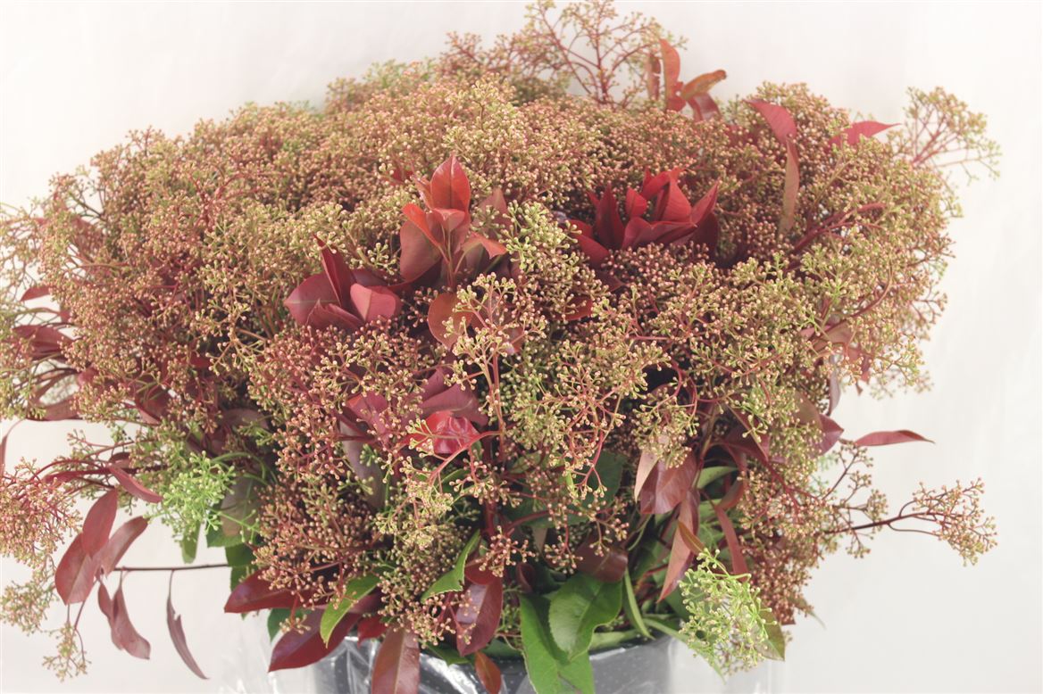 Photinia-Blooming-P-Bunch