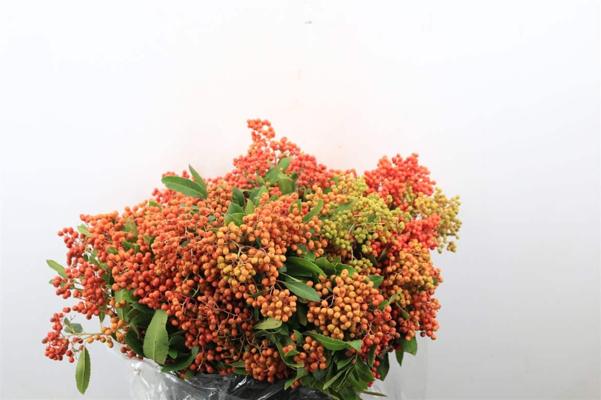 Photinus-Berry-Red-P-Bunch
