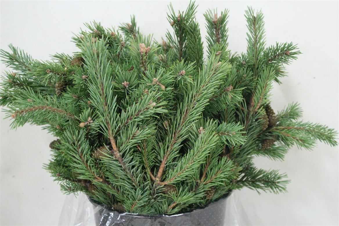 Pinus-Mugo-P-Bunch