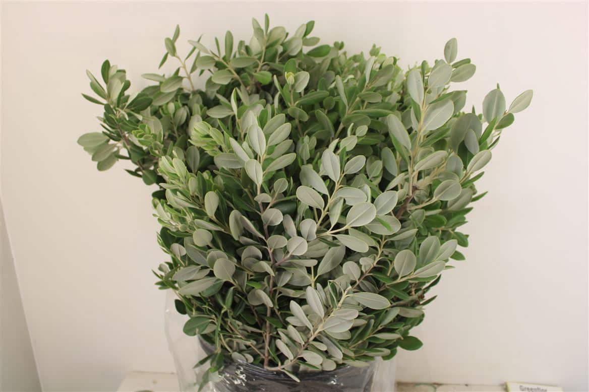 Pittosp-Ralphi-Leaves-P-Bunch