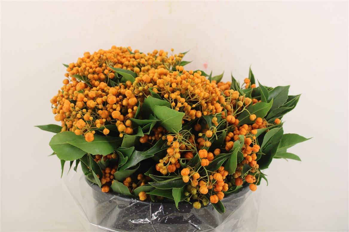 Pittosp-Rombifolia-P-Bunch