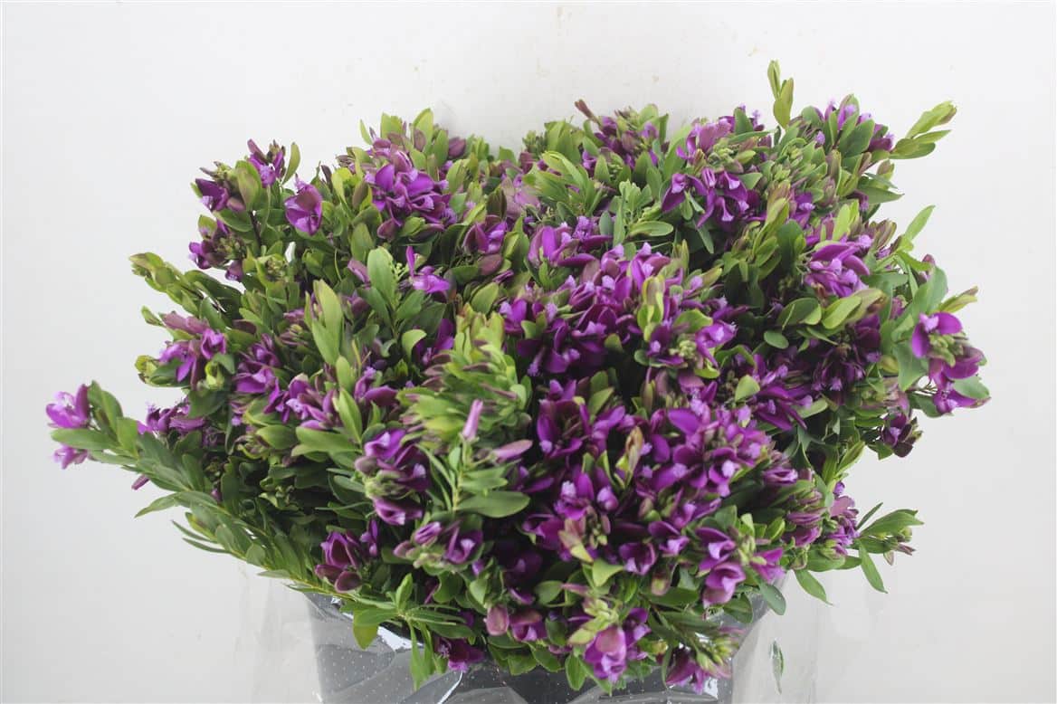 Polygala-P-Bunch