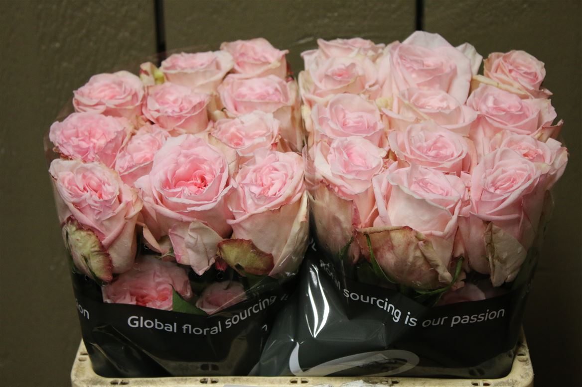 R-Gr-Pink-ohara