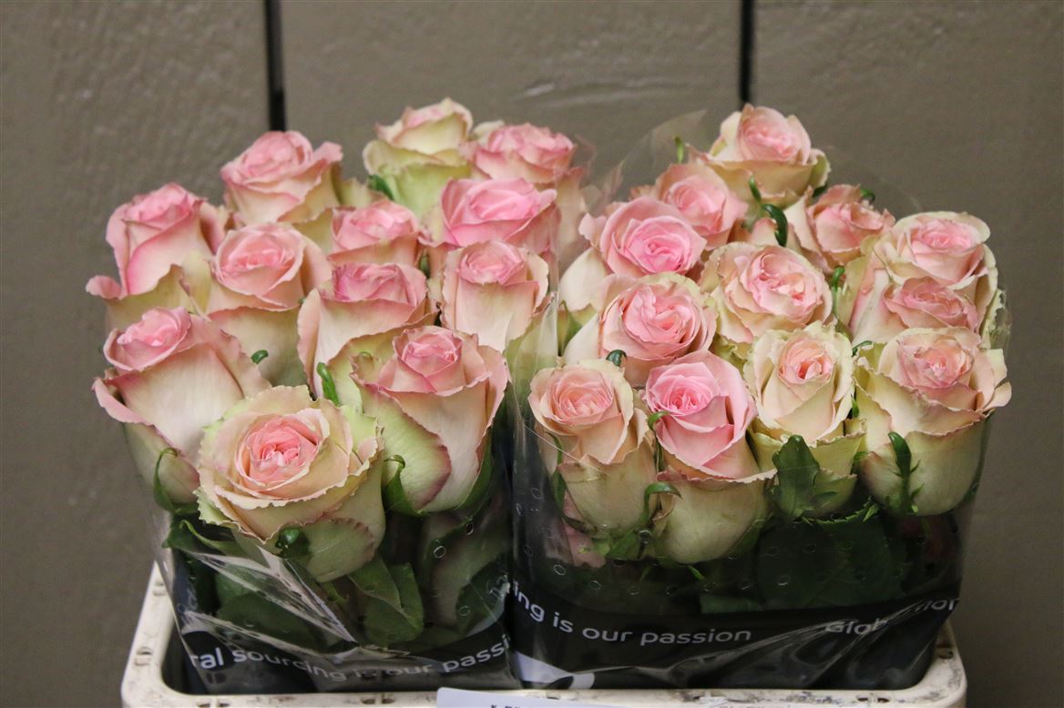 R-Gr-Sweet-elegance