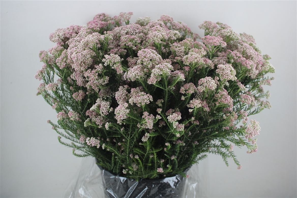 Rice-Flower-Pink-P-Bunch
