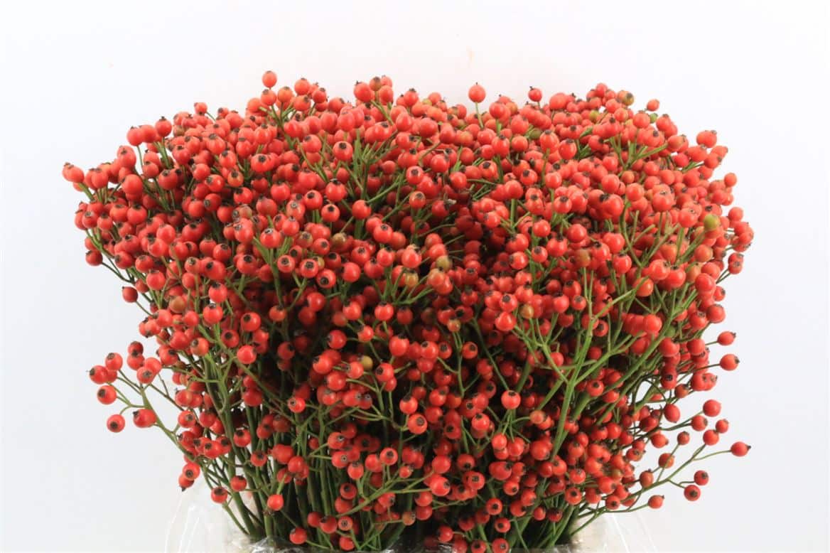 Rosa-Starberry-P-Bunch