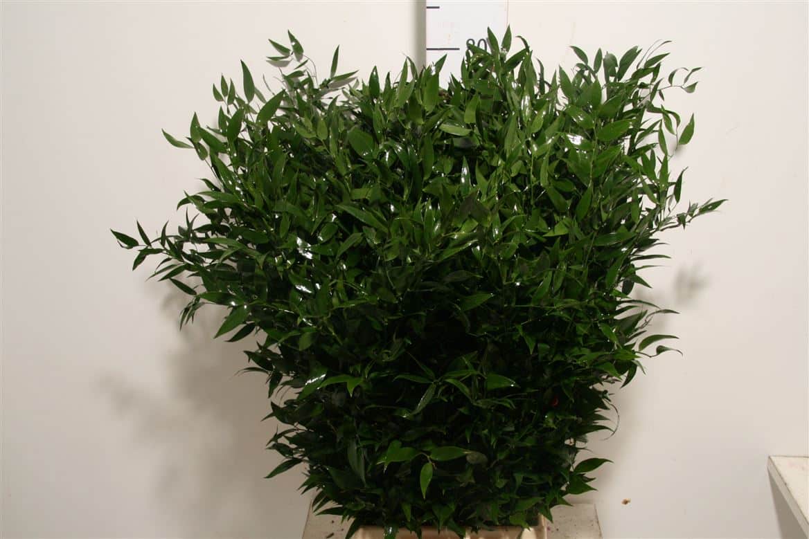 Ruscus-150gr-Medium-P-Bunch