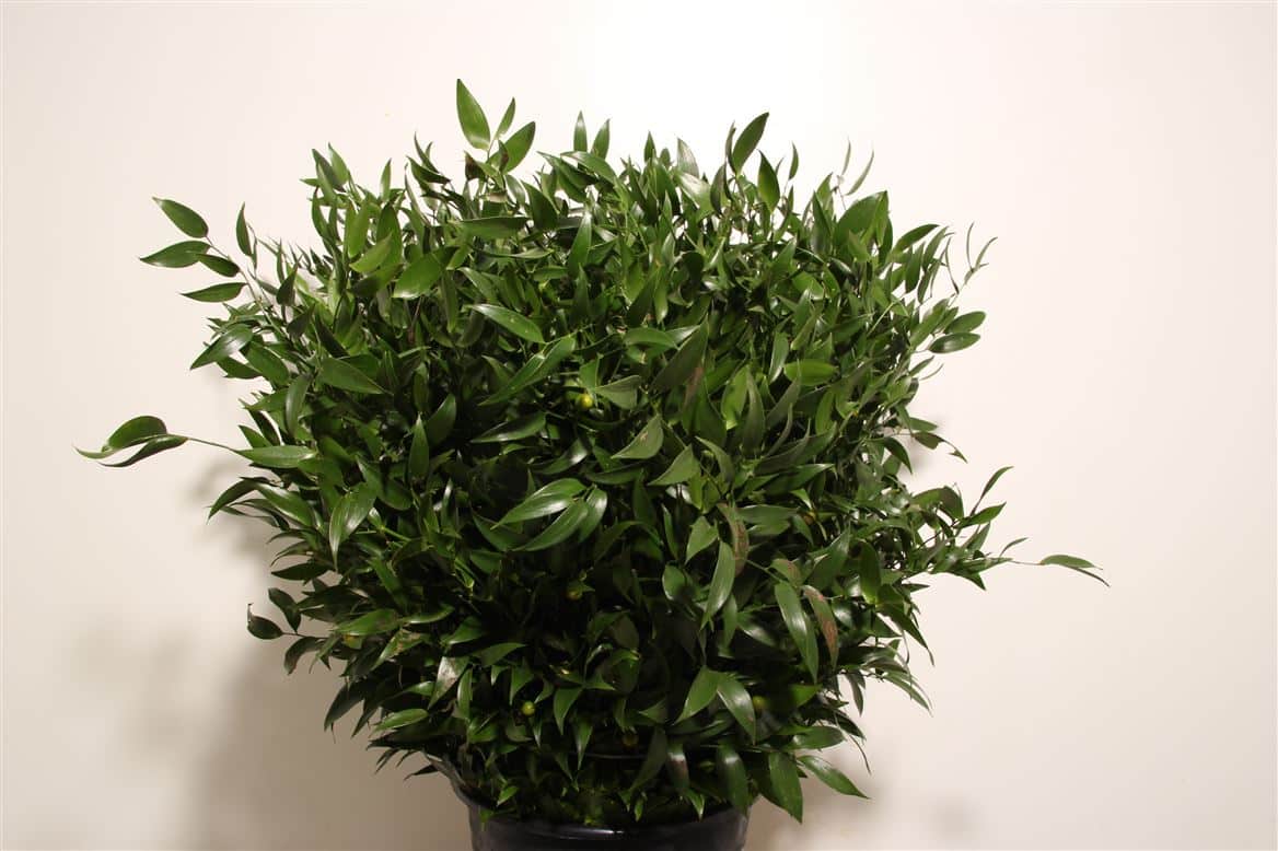 Ruscus-200gr-Medium-10-Stems-P-Bunch