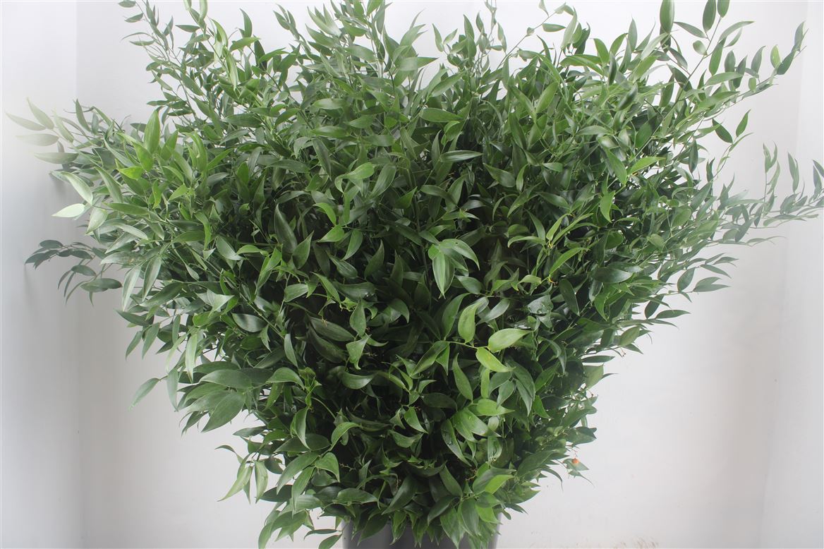 Ruscus-Long-4-Stems-P-Bunch