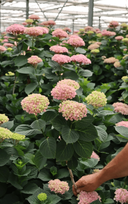 Hydrangeas