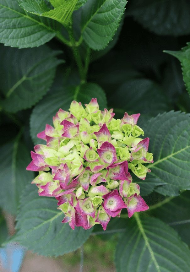 Hydrangeas